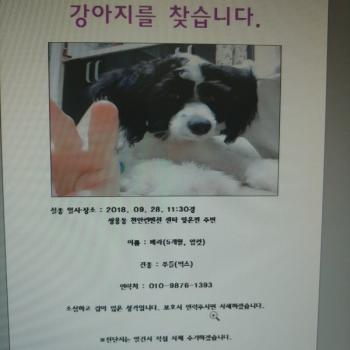 푸들믹스입니다.강아지를 찾습니다