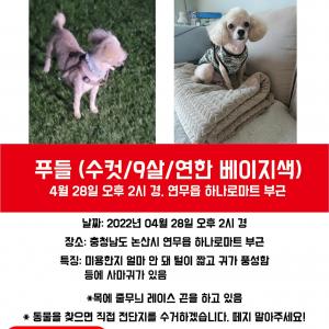 충남 논산) 9년을 함께 한 강아지 찾아요
