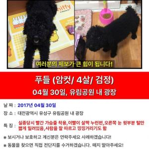 대전유림공원에서 까만푸들을 잃어버렸습니다ㅠㅠ