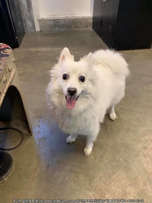 서울 마포구 합정동 스피츠여아 구조