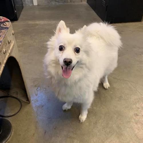 서울 마포구 합정동 스피츠여아 구조