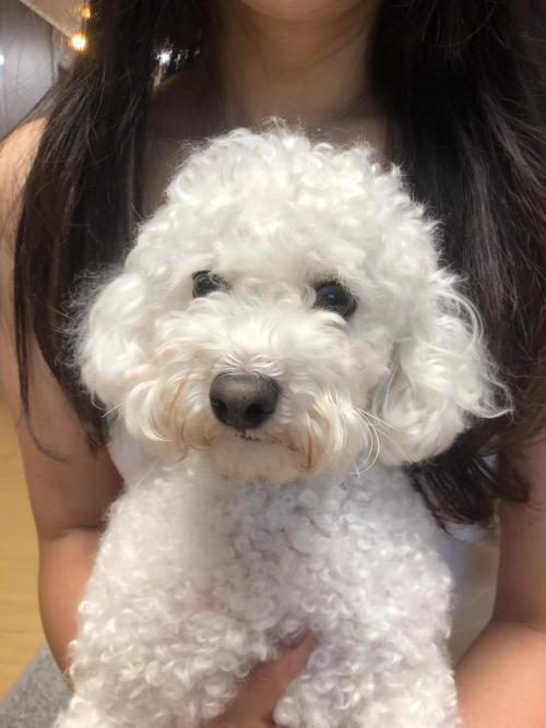 비숑 보호중입니다