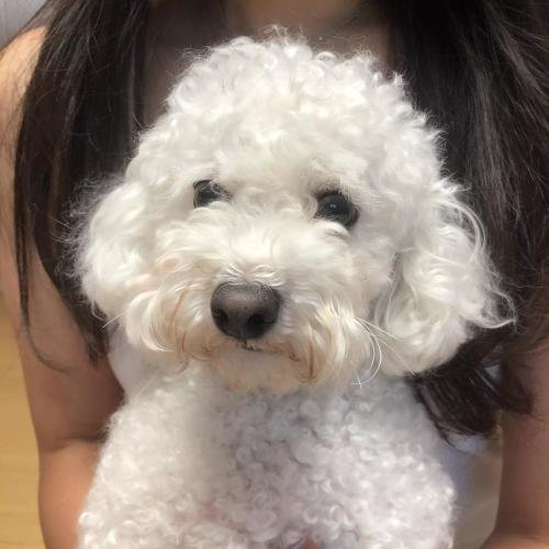 비숑 보호중입니다