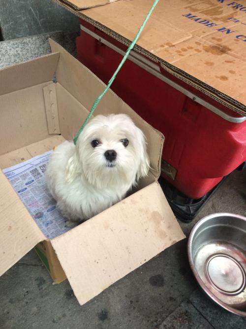 임시보호중/서울/천호/흰색/말티즈/숫컷/남아