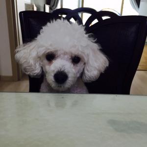 흰색 푸들입니다.