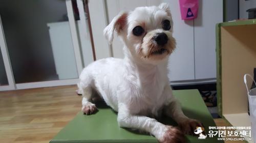 탄벌동 말티즈 보호중