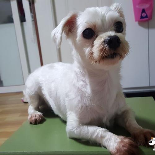 탄벌동 말티즈 보호중
