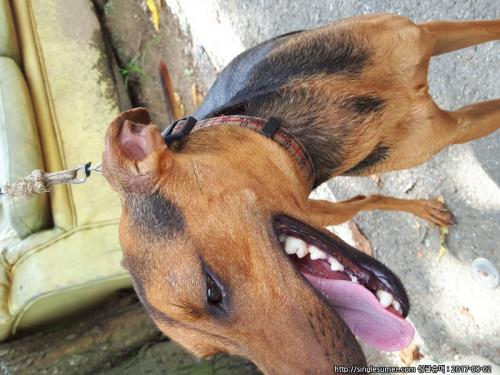 북면 강아지 보호중