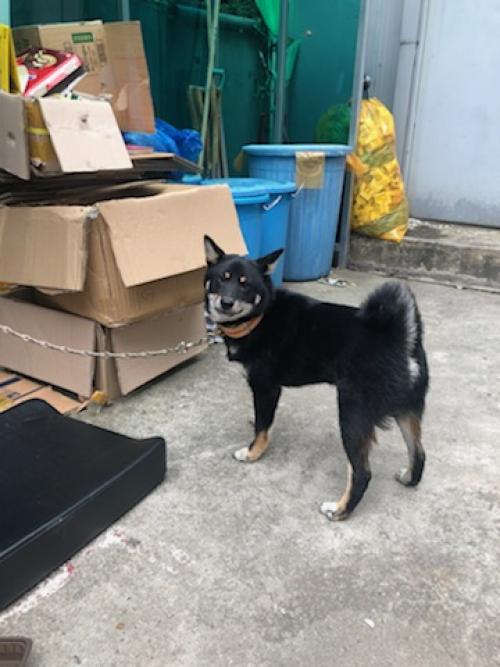 광진구 중곡동 유기견