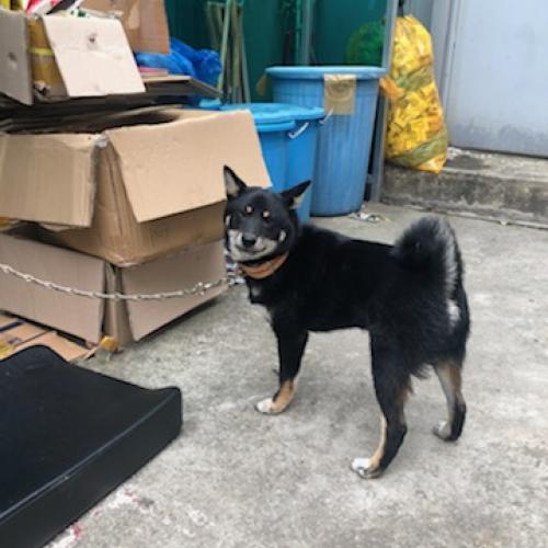 광진구 중곡동 유기견