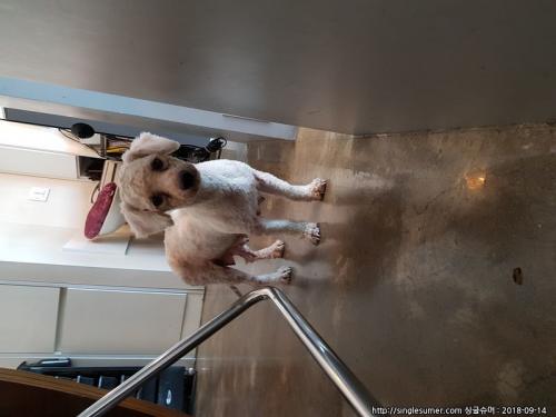 인천 하얀푸들보호