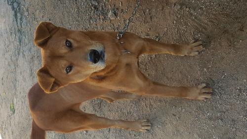 경기 안성시 미양면에서 발견된 개입니다 주인분 연락주세요