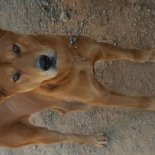 경기 안성시 미양면에서 발견된 개입니다 주인분 연락주세요