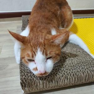 고양이 찾슴니다. 이름은 말썽이이고요 빨간색 몸줄을 착용하고 있슴니다.