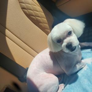 우리 뭉치  꼭 찾아 주세요 (말티즈 수컷)