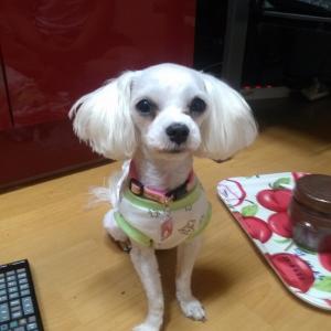 강원도 홍천 내면 에서 잃어버린 말티즈(수컷) 또롱이 찾아요 ㅠㅠ