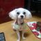 강원도 홍천 내면 에서 잃어버린 말티즈(수컷) 또롱이 찾아요 ㅠㅠ