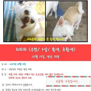 치와와(믹스) 찾아요..!