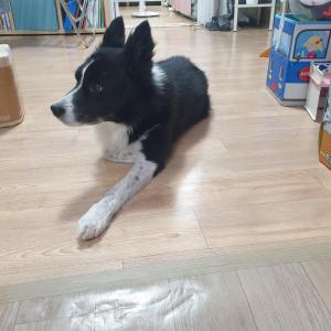 보더콜리 찾습니다.