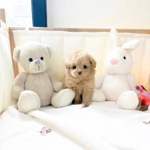 [ 40만원 ] 폼푸분양 포메라니안와 푸들의 만남