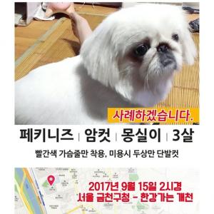 페키니즈 찾아요