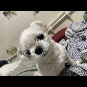 강아지를 찾아요