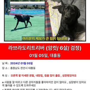 강아지를 찾습니다