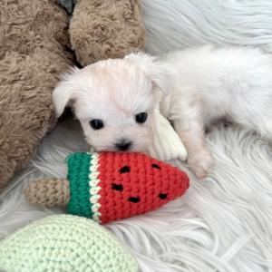 [5만원] 말티즈 "우유" 가족을 찾아요 ❤