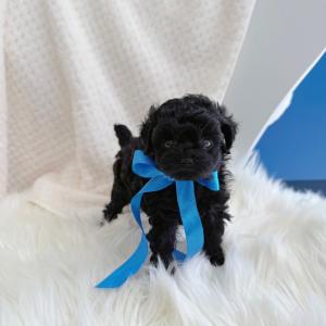 ( 30만 ) 지적이면서도 우아한 매력 블랙푸들 꼼지 공주님 등장