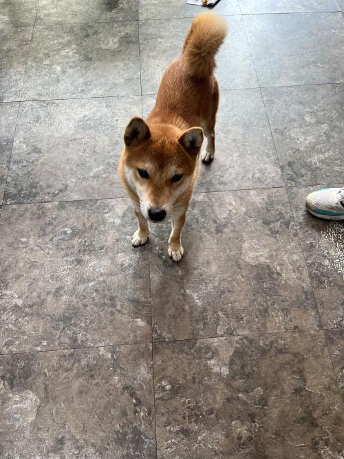 유기견 보호중입니다