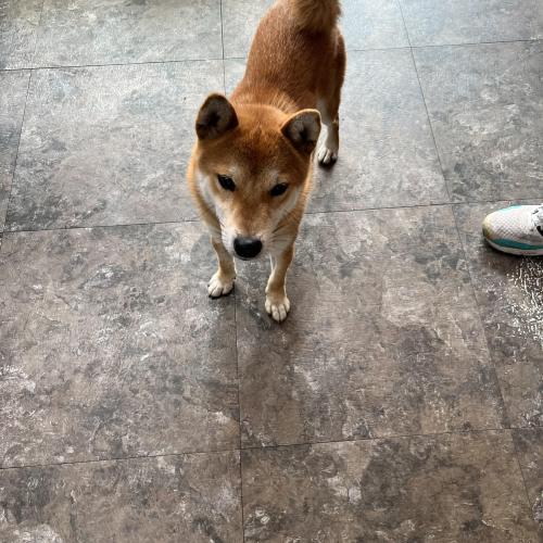 유기견 보호중입니다