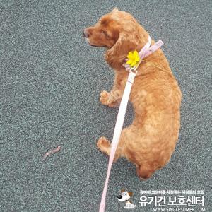 갈색 코카스파니엘을 찾습니다.