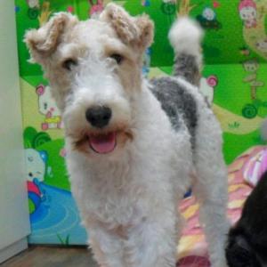 평택시/ 강아지를 찾습니다