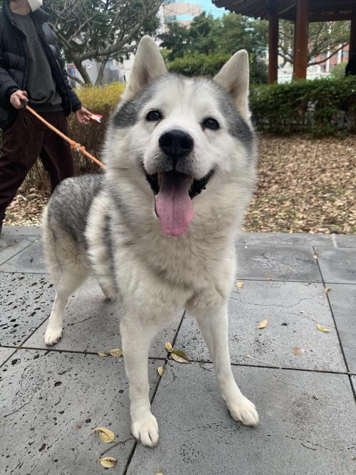 노형동 허스키 주인을 찾습니다(주인분 찾았습니다)