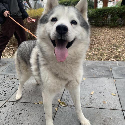 노형동 허스키 주인을 찾습니다(주인분 찾았습니다)