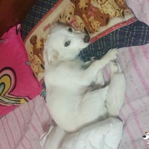 (천안) 모찌를 찾아주세요