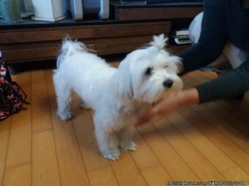 구리 말티즈 암컷 주인찾습니다.