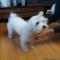 구리 말티즈 암컷 주인찾습니다.