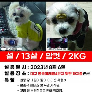 사례금100)도와주세요.. 1.8kg 신발사이즈 240정도크기의 말티즈를 찾습니다...