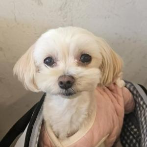 강아지를 찾습니다.