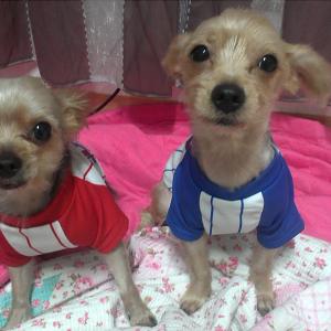 강아지를찾습니다