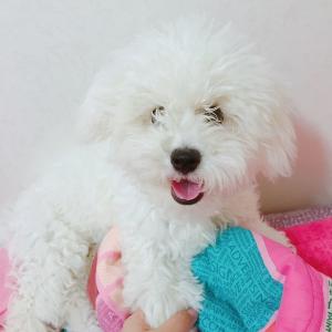 흰색 비숑 찾아주세요..