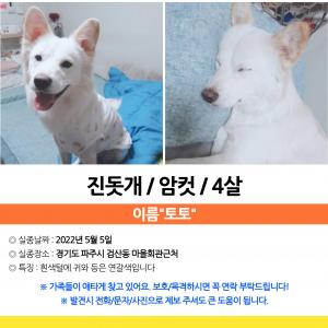 토토를 찾습니다