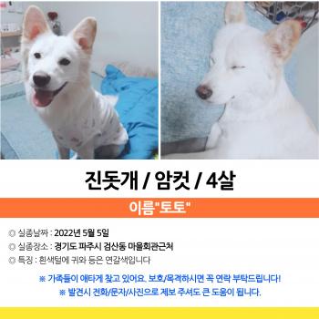토토를 찾습니다