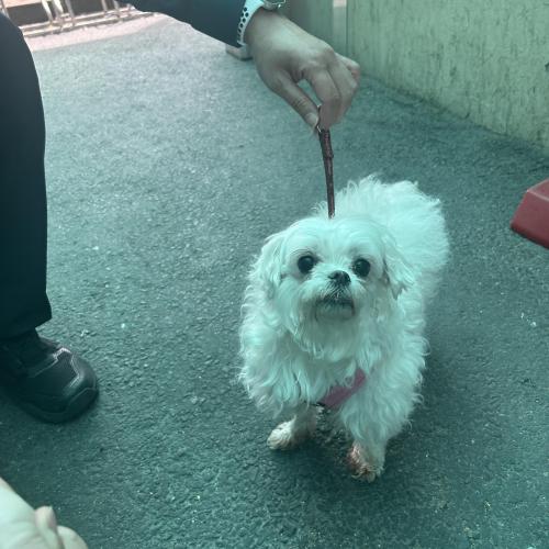 말티즈 주인을 찾습니다