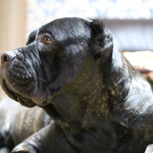 10살 난 케인코르소 찾습니다 동두천시 상패동