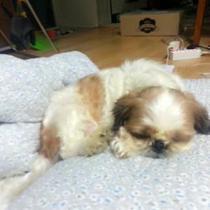 광주 월산동 시츄 강아지를 찾습니다