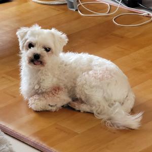 의왕시 오전동 말티즈 찾아요