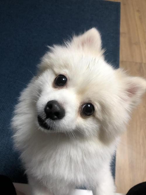 폼피츠 남아 무료 분양합니다