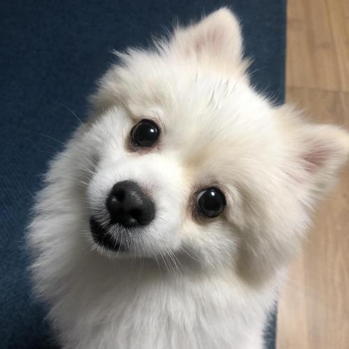 폼피츠 남아 무료 분양합니다